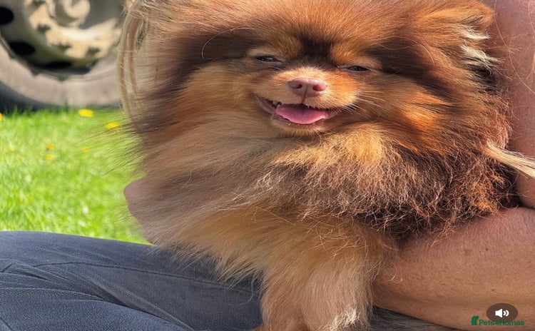 Pomeranian dogs - Advert 6