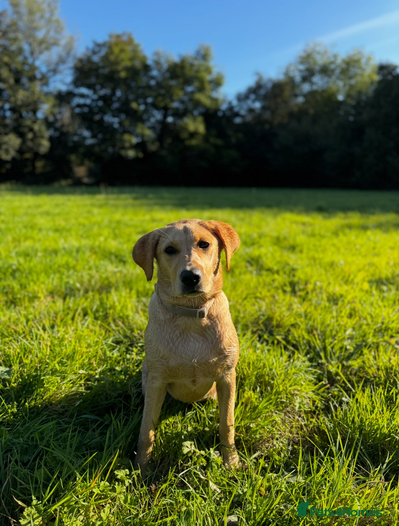 Labrador Retriever dogs TEMPORARY FOSTER HOME NEEDED FOR 1 YEAR OLD LAB - Advert 13