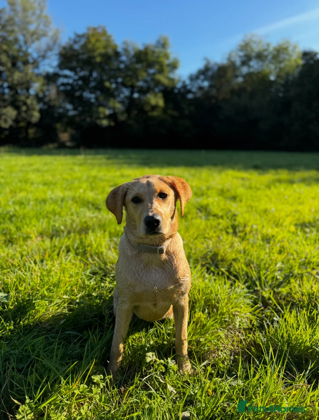 Labrador Retriever dogs for sale: TEMPORARY FOSTER HOME NEEDED FOR 1 YEAR OLD LAB - Advert 1