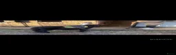 Shetland pony horses for sale: Perfect Shetland Pony - Advert 3