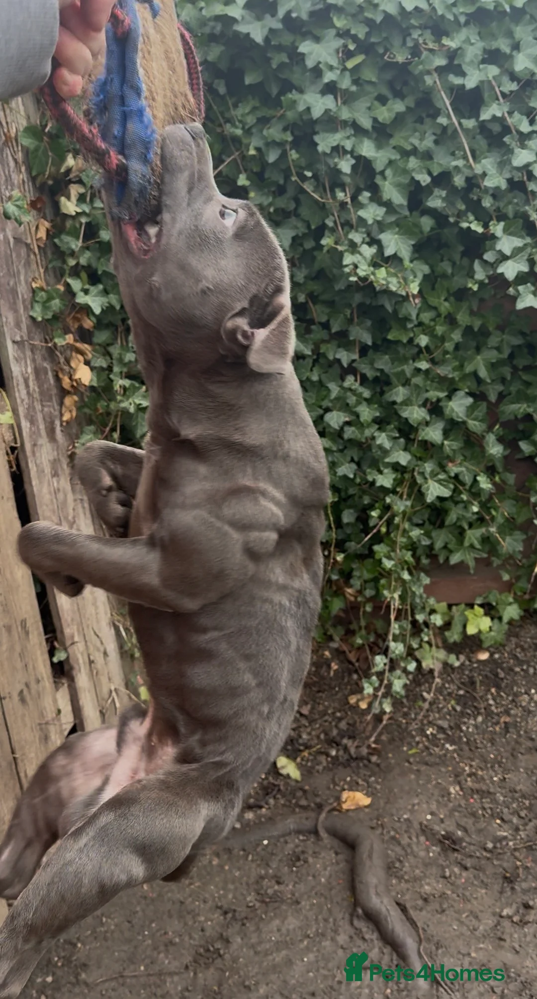 Staffordshire Bull Terrier dogs for stud: Elite Staffy Bullet - Advert 4