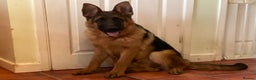 German Shepherd dogs for sale: Outstanding specimen German Shepherd  - Advert 10