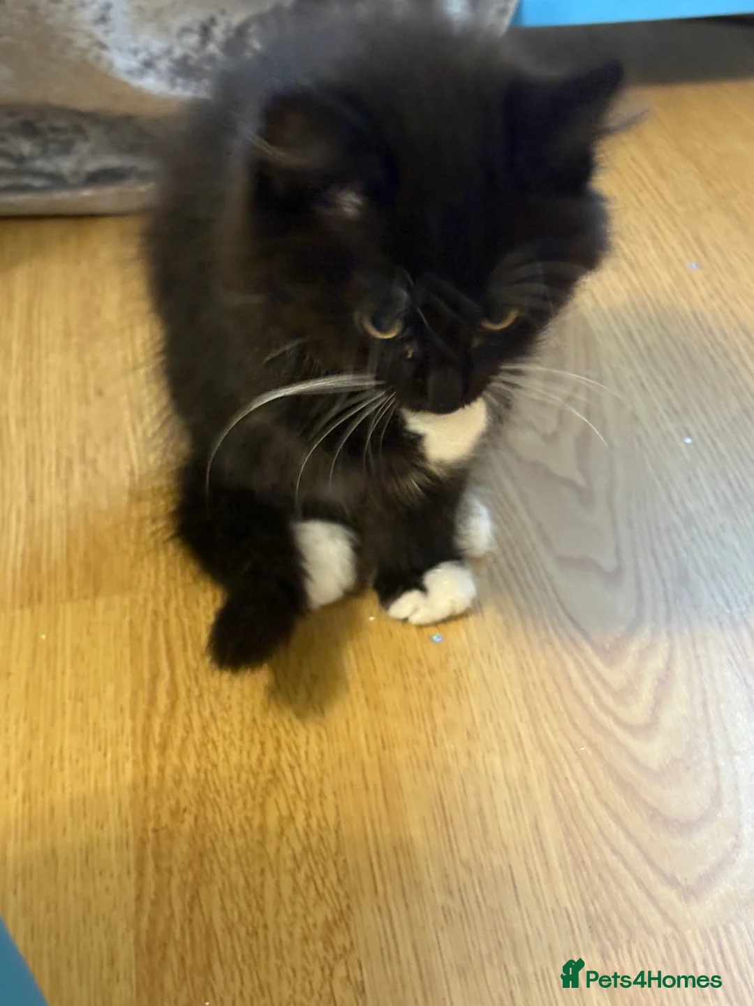 Mixed Breed cats for sale: Kittens 4 sale  - Advert 2