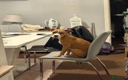 Staffordshire Bull Terrier dogs for sale: Zeus  - Advert 3