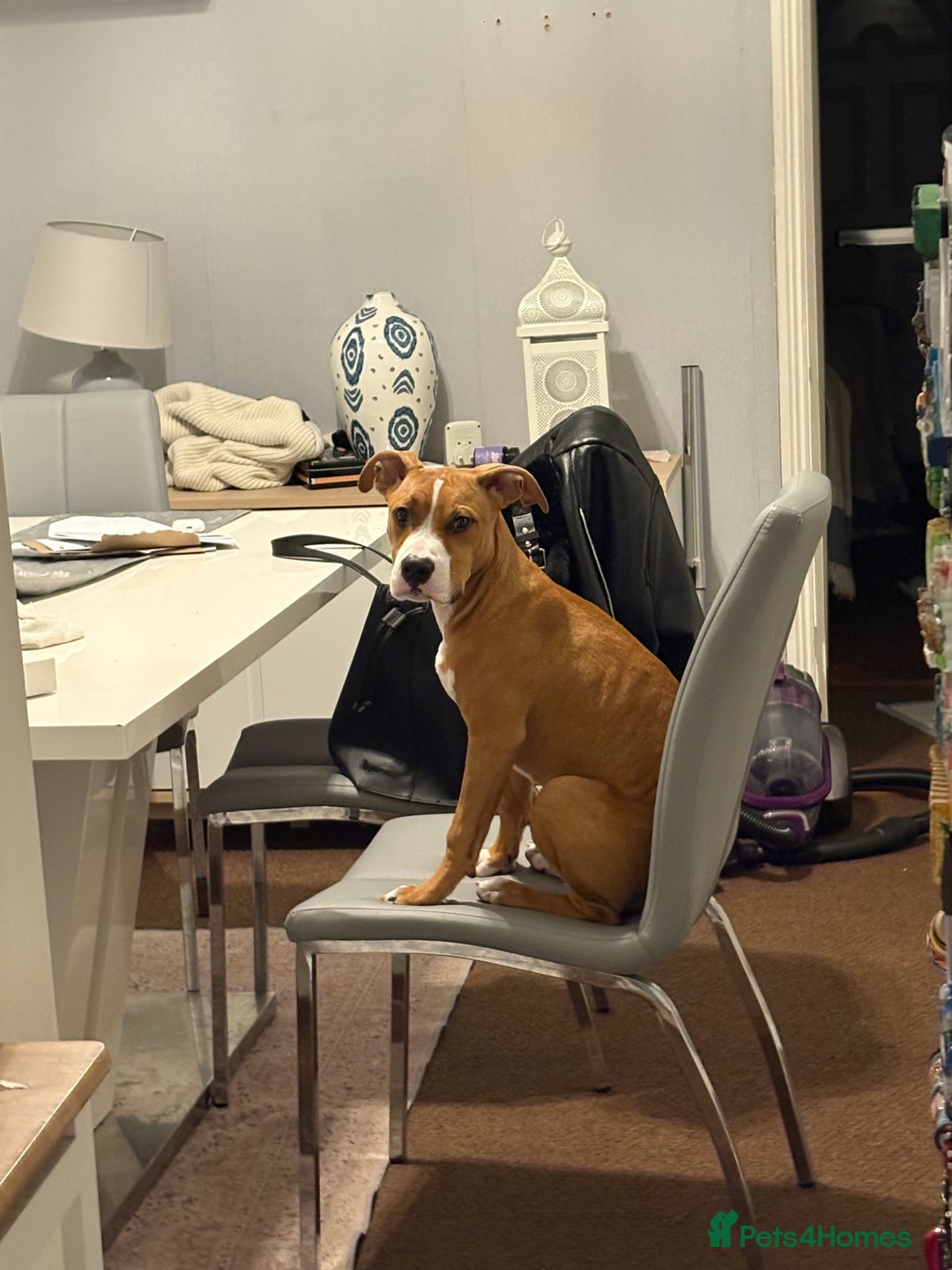 Staffordshire Bull Terrier dogs for sale: Zeus  - Advert 3