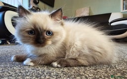 Ragdoll cats for sale: Beautiful bundle of fluff Ragdoll ready now  - Image 1