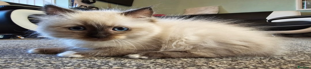 Ragdoll Kitten 1