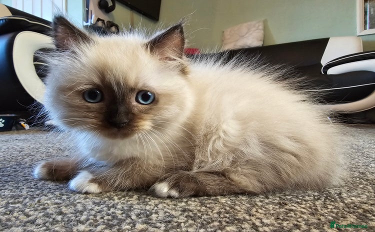 Ragdoll cats - Advert 3