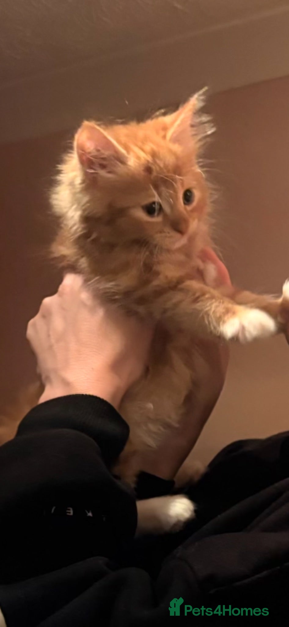 Mixed Breed cats 1 beautiful ginger kitten male 15 weeks old  - Advert 2