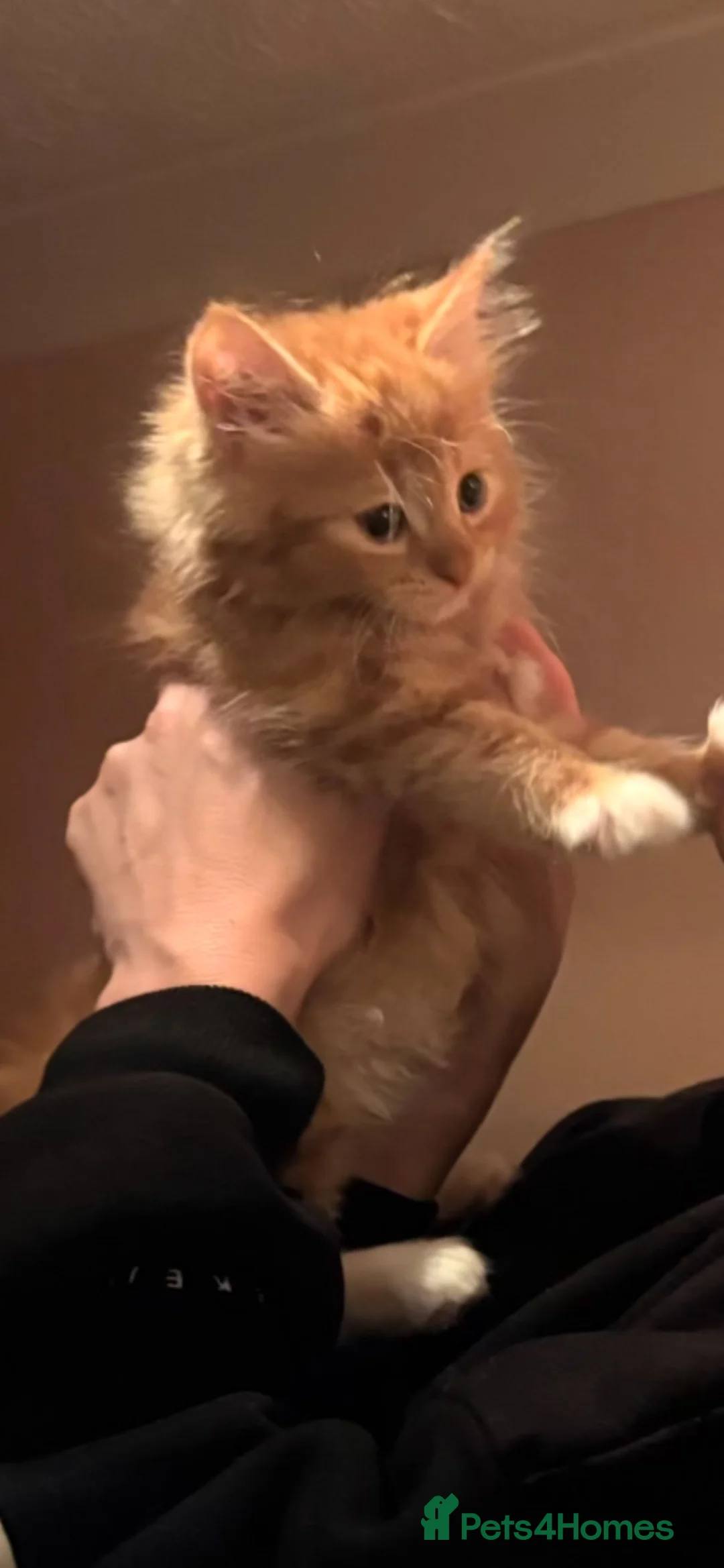 Mixed Breed cats for sale: 1 beautiful ginger kitten male 15 weeks old  - Advert 1