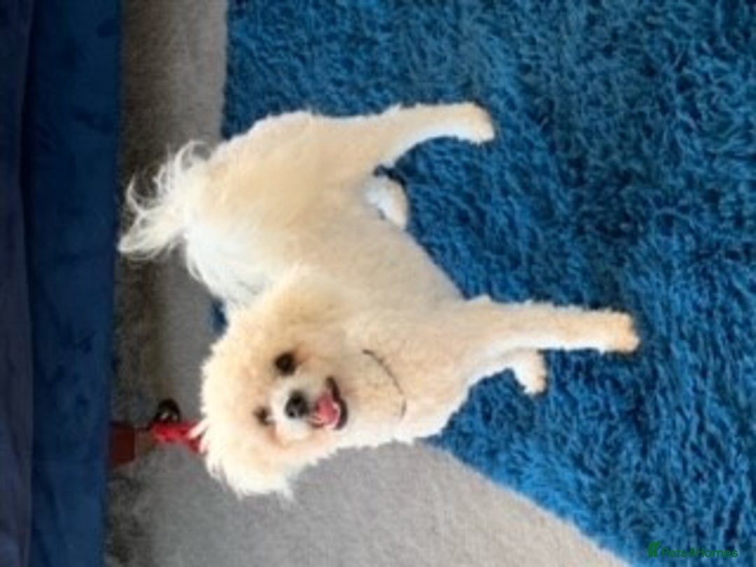 Bichon Frise dogs for stud: kc registered bichon frise for stud in Southampton - Image 1