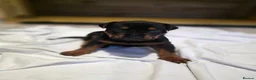 Chinese Red Dog dogs for sale: Stunning Chinese Red Dog Puppies. in Manchester - Advert 27