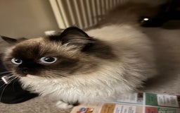 Ragdoll cats for sale: Pedigree Ragdoll Kittens (2xM,1xF) TICA Registered - Image 8
