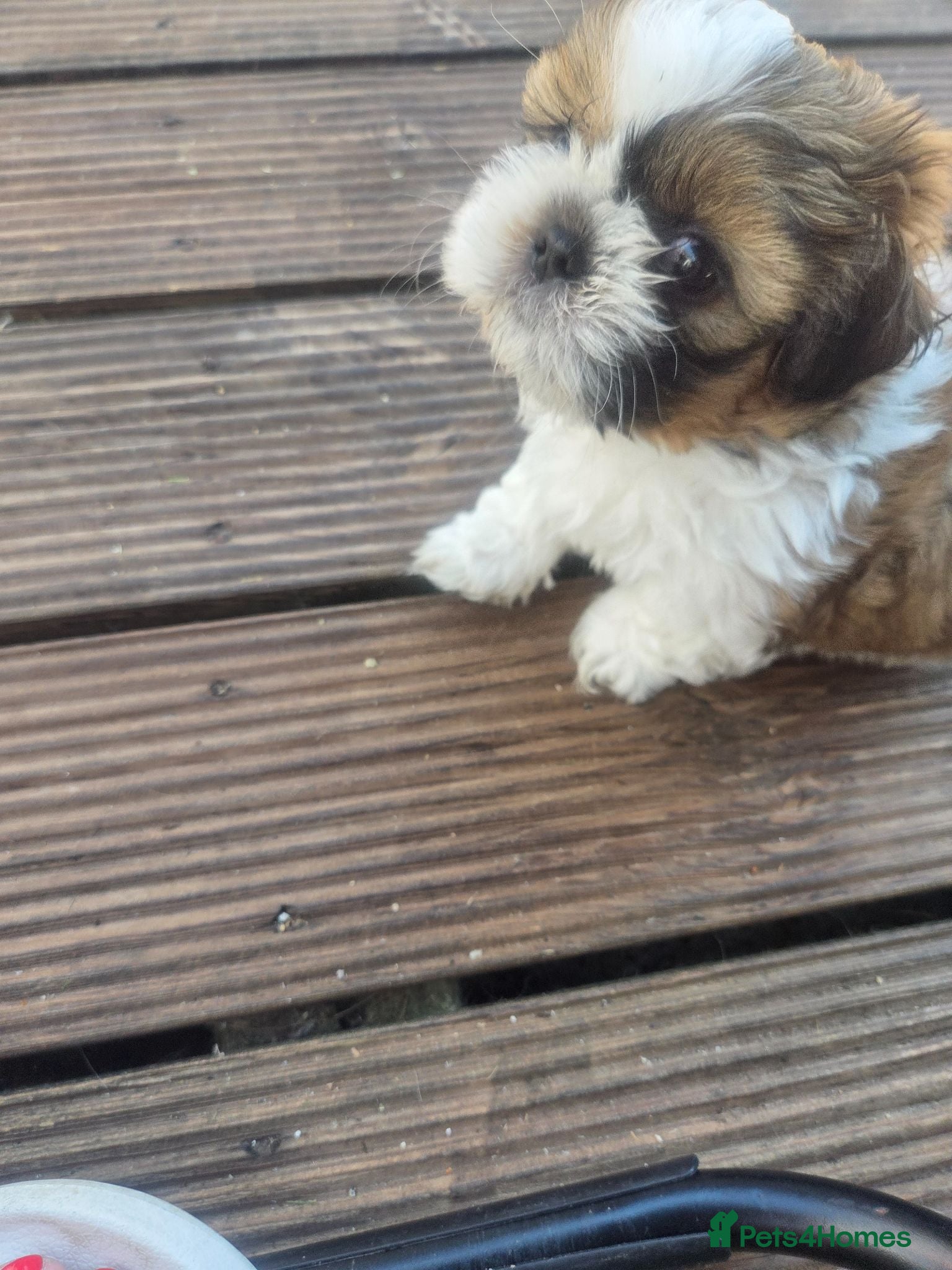 Shih Tzu dogs 3 Beautiful shih tzu puppies  - Advert 2