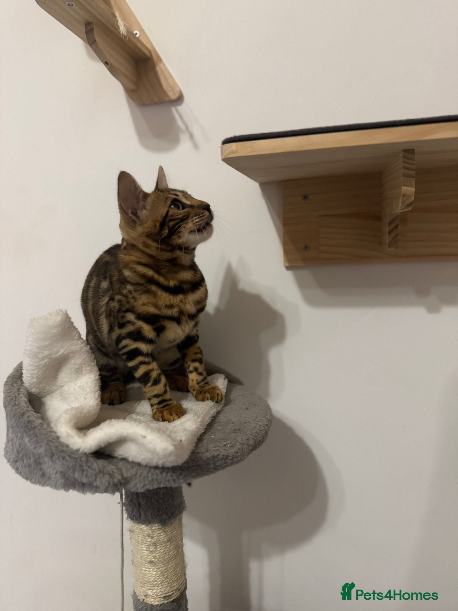 Bengal cats Beautiful Bengal Girl Kitten. Ready Now – TICA Reg - Advert 1