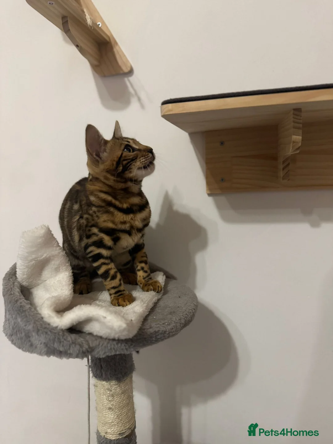 Bengal cats for sale: Beautiful Bengal Girl Kitten. Ready Now – TICA Reg - Advert 1