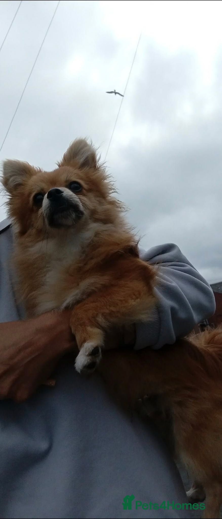 Pomchi dogs Beautiful Pomchi Puppy's 🐶 🐶 💙 - Advert 11
