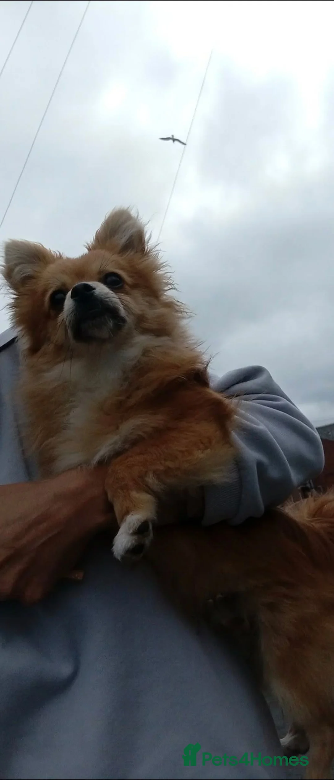 Pomchi dogs for sale: Beautiful Pomchi Puppy's 🐶 🐶 💙 - Advert 1