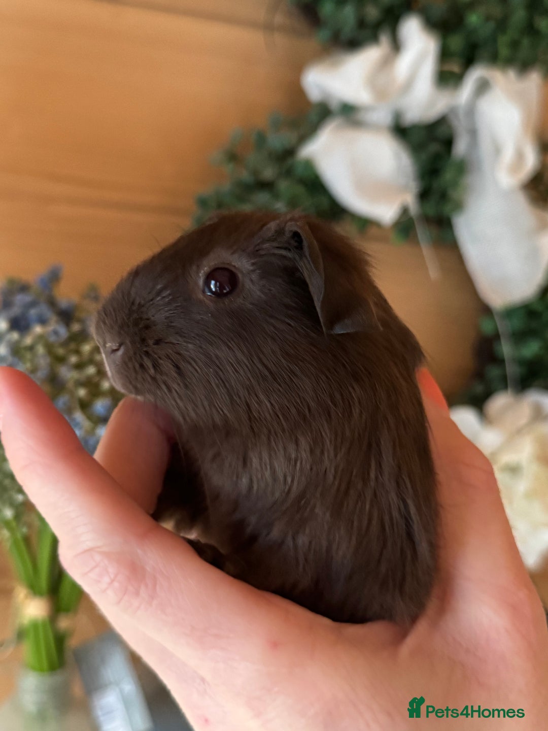Guinea Pig rodents for sale: Guinea pigs Rex, slate, tri colour funky - Advert 9