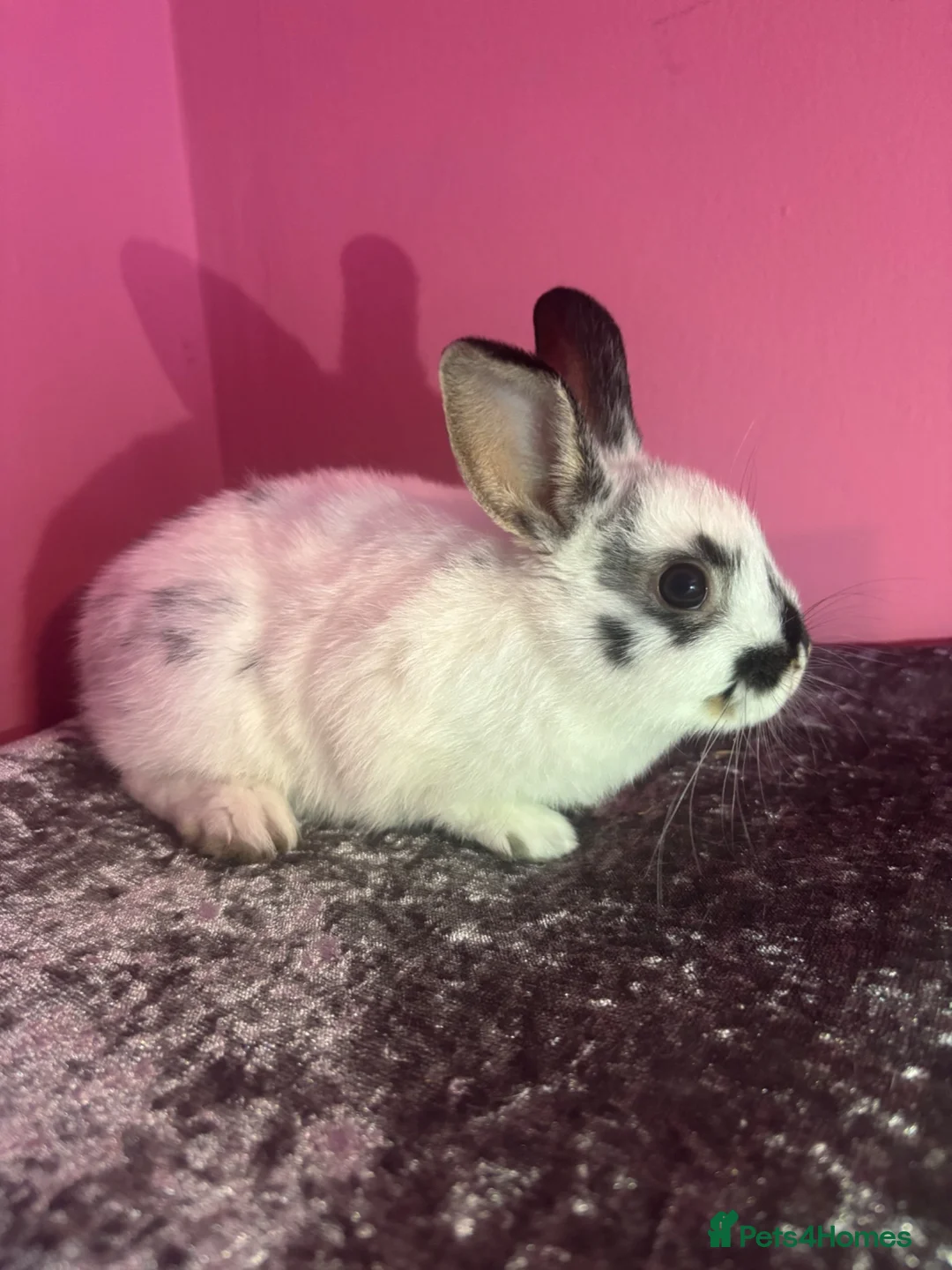 Mixed Breed rabbits for sale: 2 gorgeous bunnies for sale in Nottingham - Advert 2