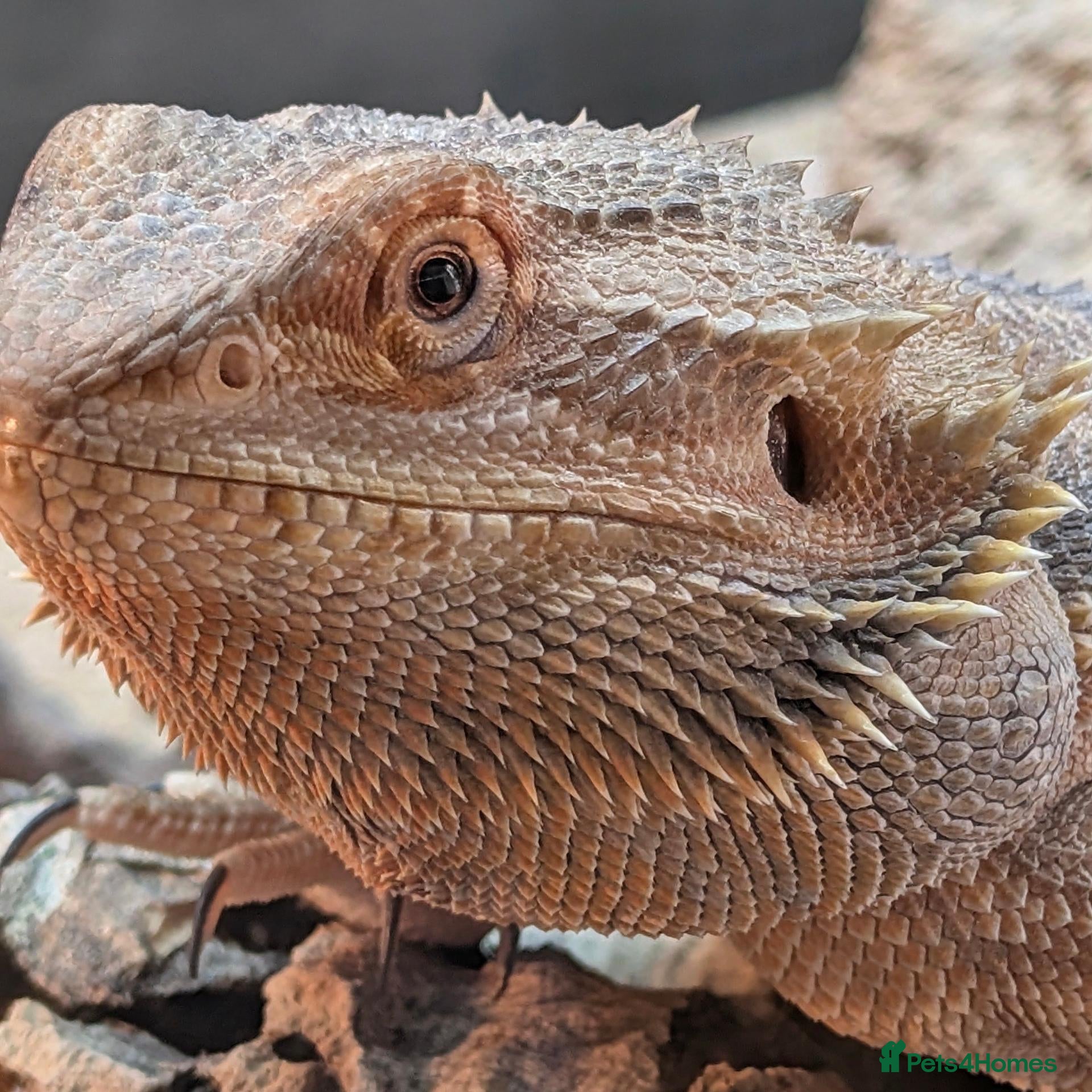 Bearded Dragon reptiles Bearded dragon with Vivarian  - Advert 1