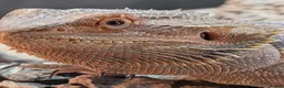 Bearded Dragon reptiles for sale: Bearded dragon with Vivarian  in Plymouth - Advert 1