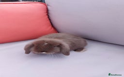 Mini Lop rabbits for sale: 💕Gorgeous purebred mini lops 💕 - Image 4