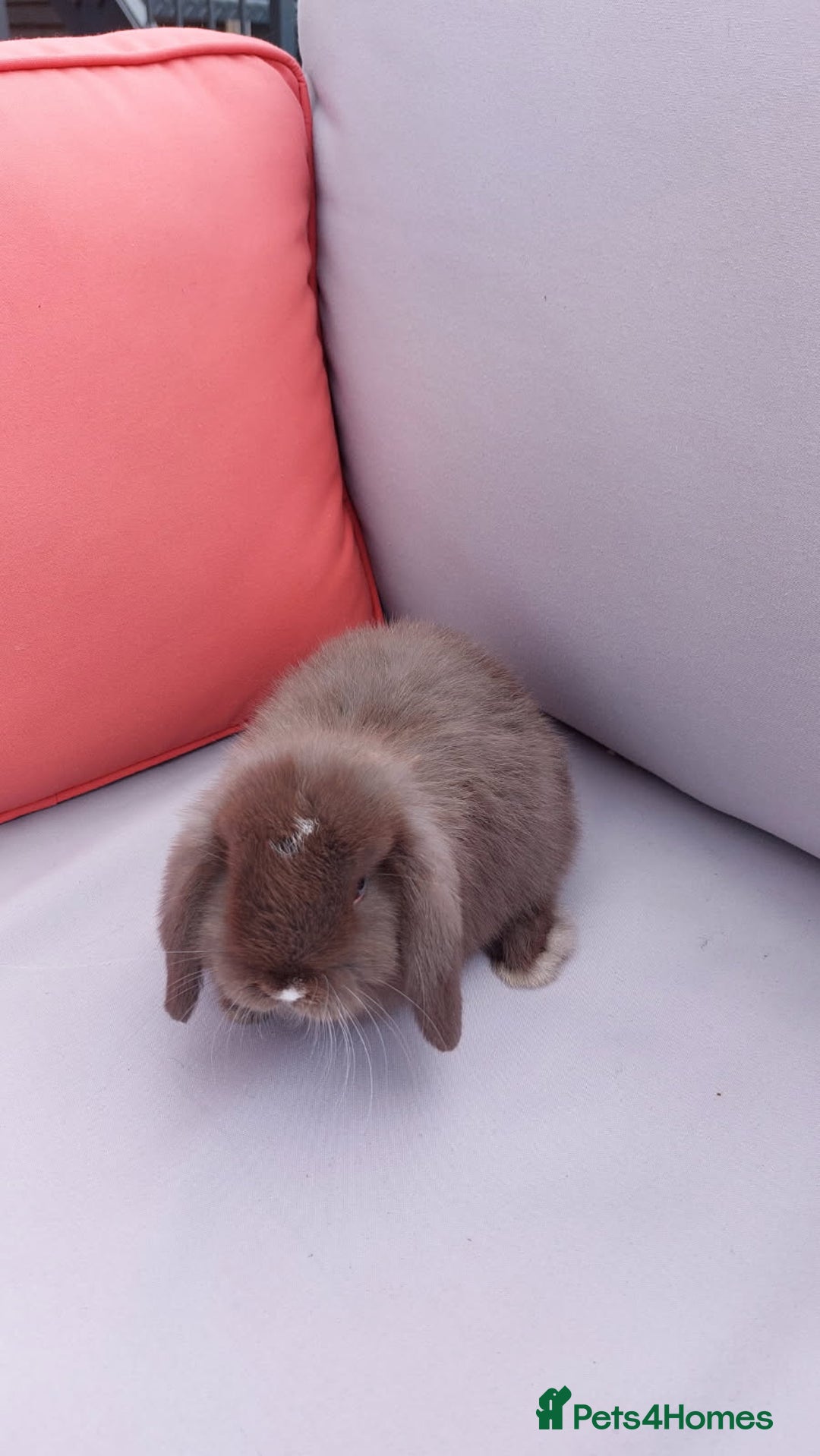 Mini Lop rabbits for sale: 💕Gorgeous purebred mini lops 💕 - Image 4