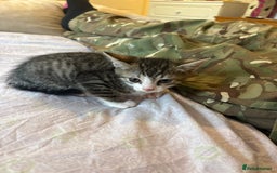 British Shorthair cats for sale: kittens  - Image 15