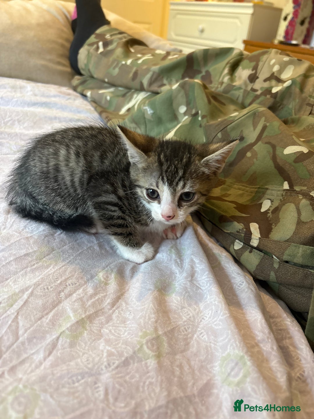 British Shorthair cats for sale: kittens  - Image 15