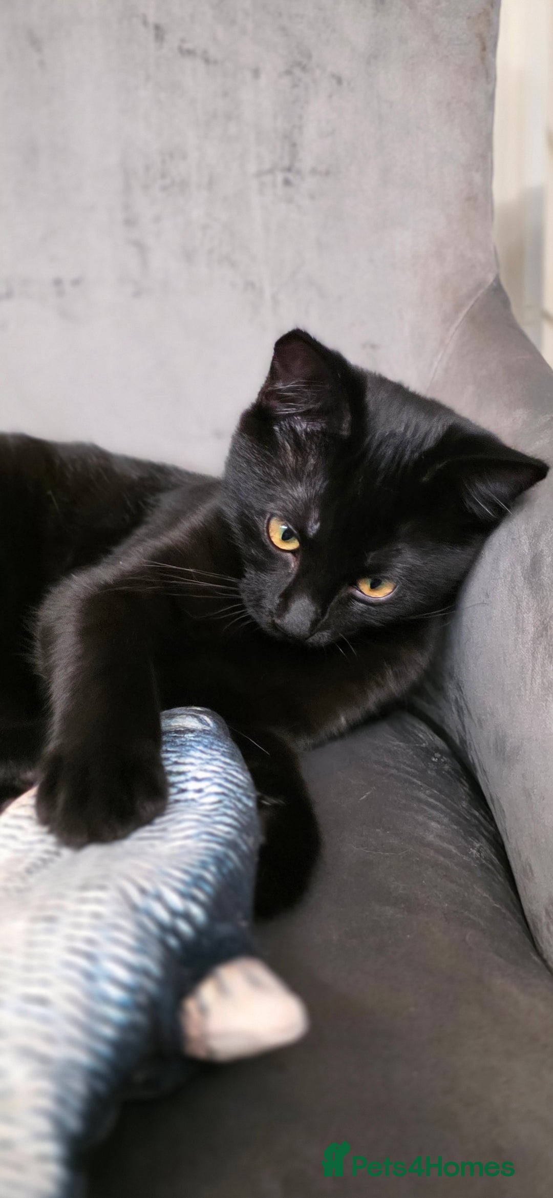 Mixed Breed cats for sale: Ragdoll cross male kitten - Image 5