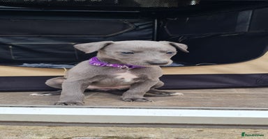 Whippet dogs - Advert 5