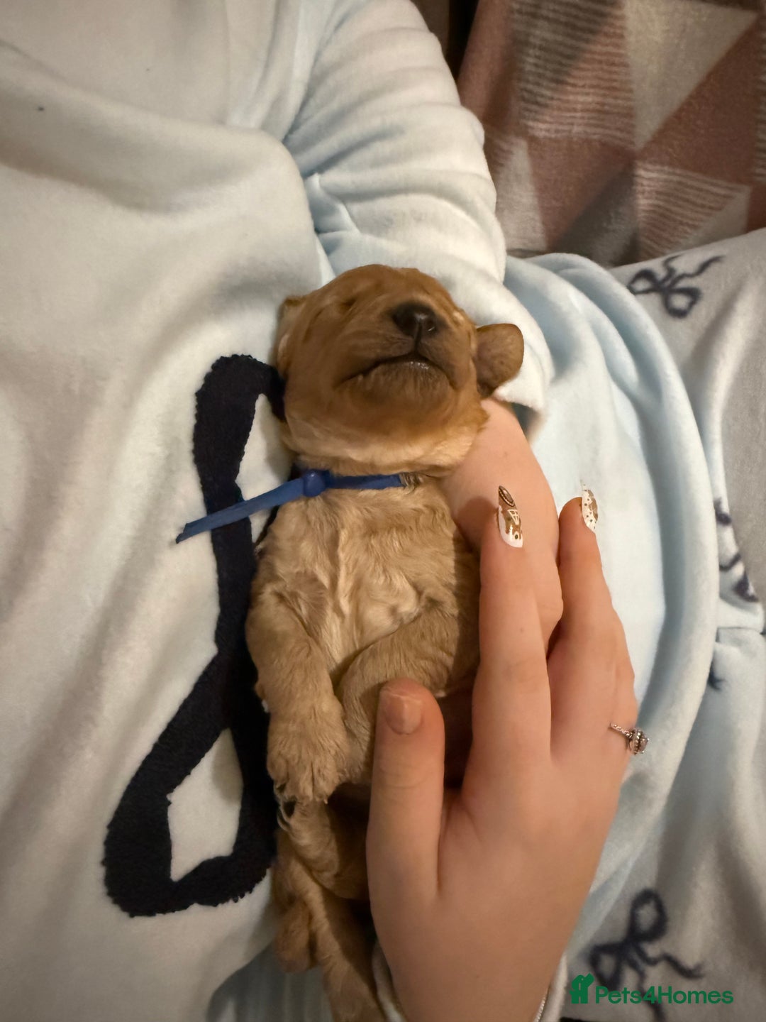 Labradoodle dogs for sale: Beautiful labradoodles  - Advert 24