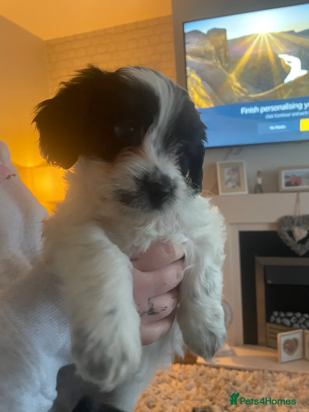 Mixed Breed dogs for sale: Cavachon x sprolli puppies - Advert 3