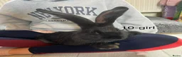 Continental Giant rabbits for sale: 💖 11 week old continental giants💖 - Advert 13