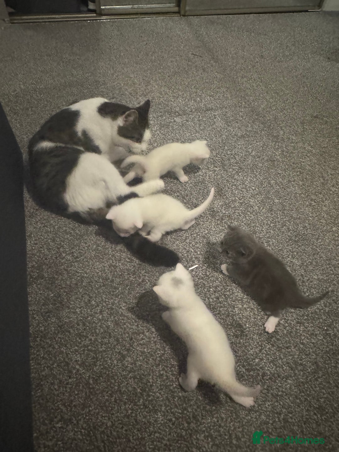 Mixed Breed cats for sale: 4 kittens  - Image 7