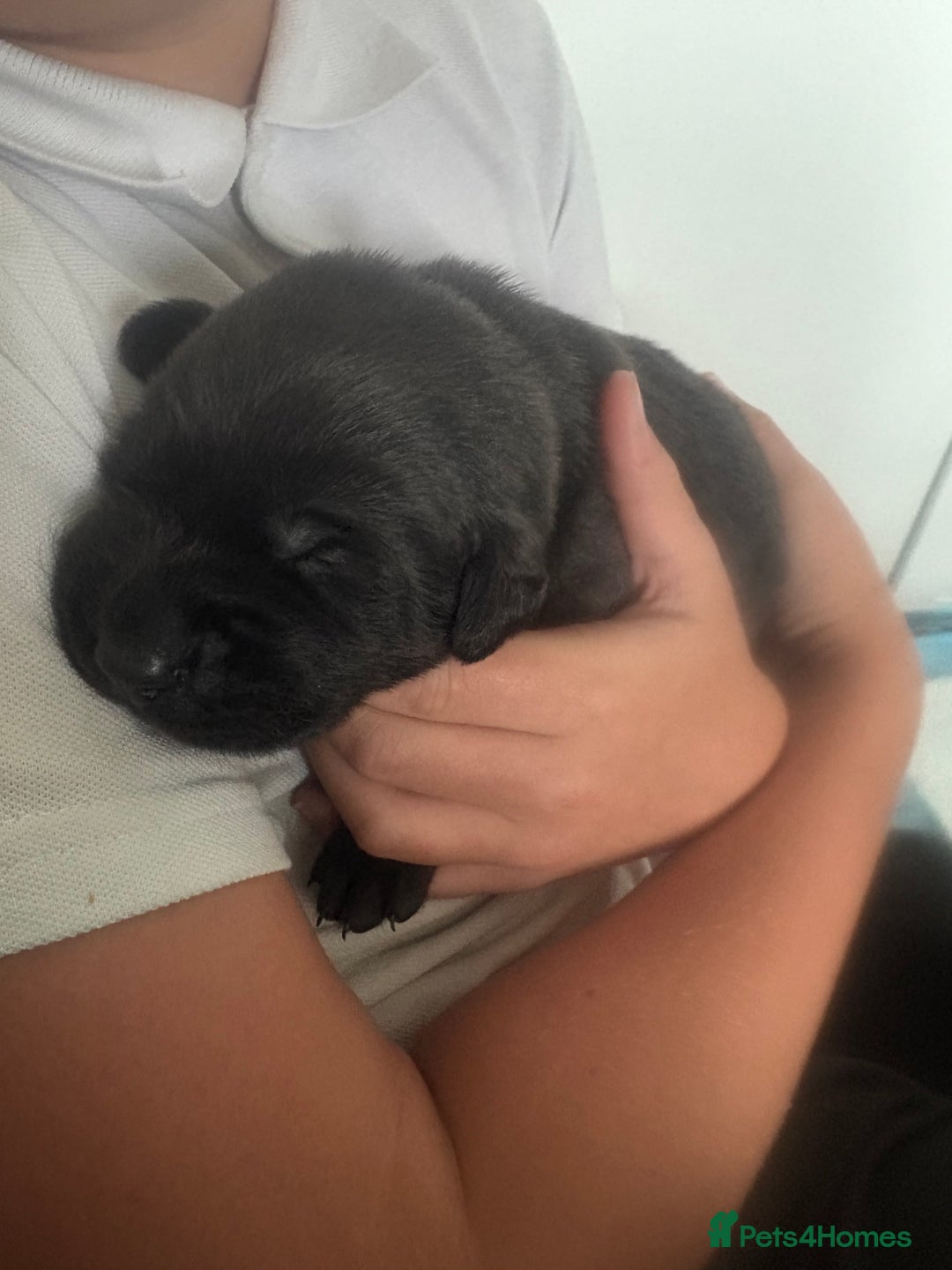 Labrador Retriever dogs for sale: 5 beautiful Labrador puppies - Image 14