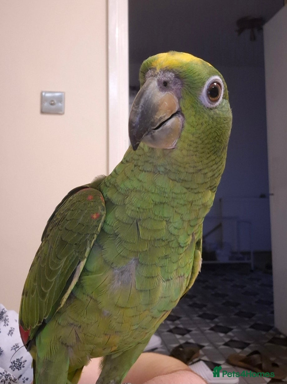 Parrots birds 5 months old Yellow Crown - Advert 5