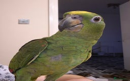 Parrots birds for sale: 5 months old Yellow Crown - Image 1