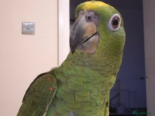 Parrots birds for sale - Advert 1