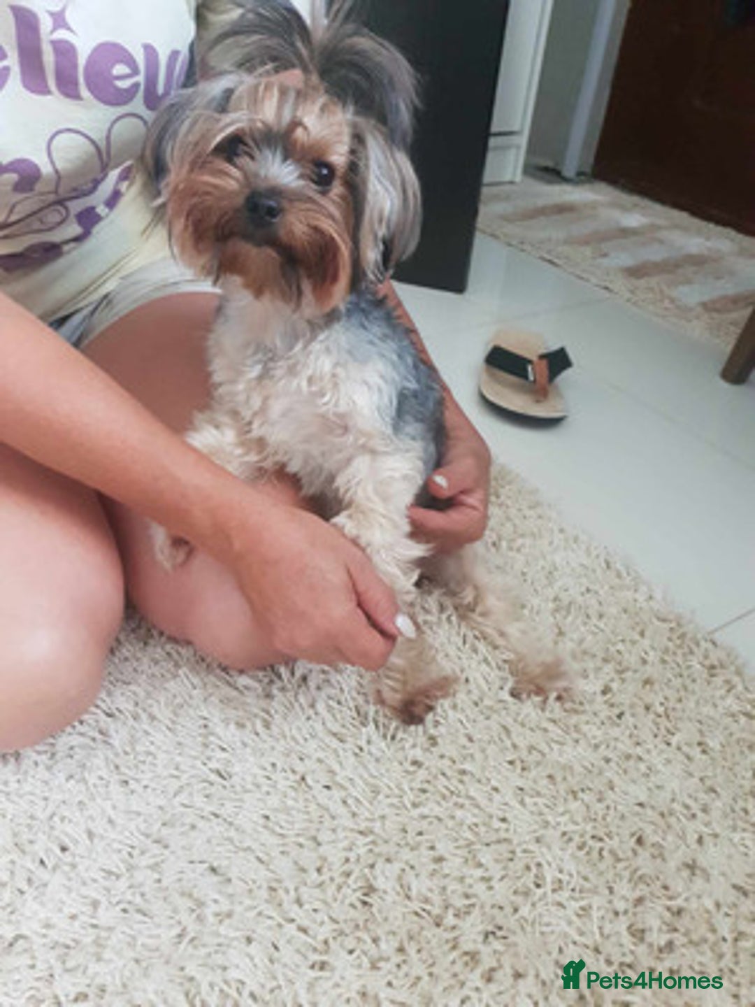 Yorkshire Terrier dogs for sale: Adorable Yorkshire terrier male - Advert 4