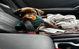 Dobermann dogs for sale: Gorgeous Doberman girls  - Image 3