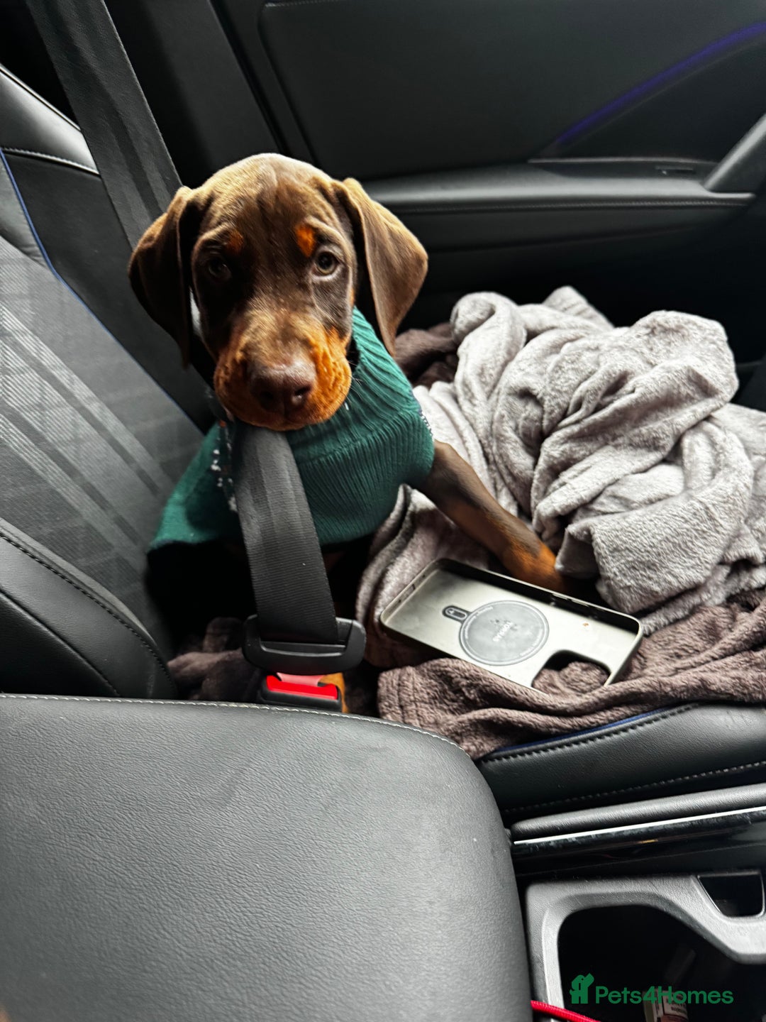 Dobermann dogs for sale: Gorgeous Doberman girls  - Image 3