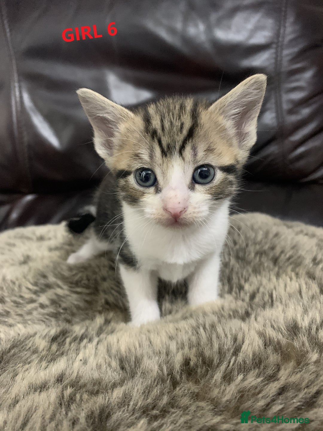 Mixed Breed cats for sale: 6 X BEAUTIFUL MIXED BREED KITTENS BORN 23.08.2025  - Image 21