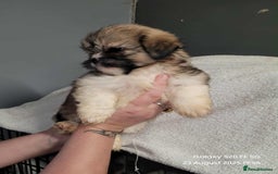 Lhasa Apso dogs for sale: Beautiful lhasa apso  - Image 15