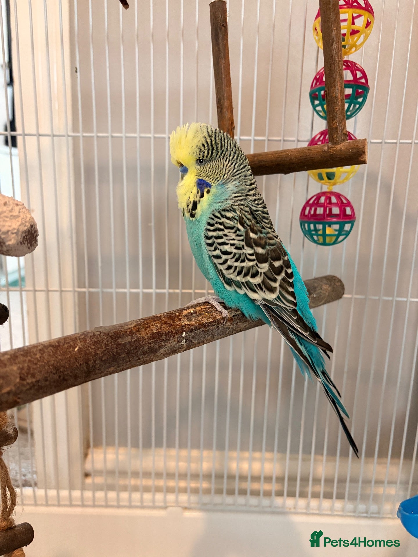 Budgerigars birds Klaus - budgie looking for a new home  - Advert 3