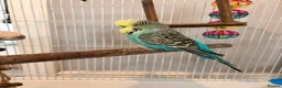 Budgerigars birds for sale: Klaus - budgie looking for a new home  in St. Ives - Advert 1