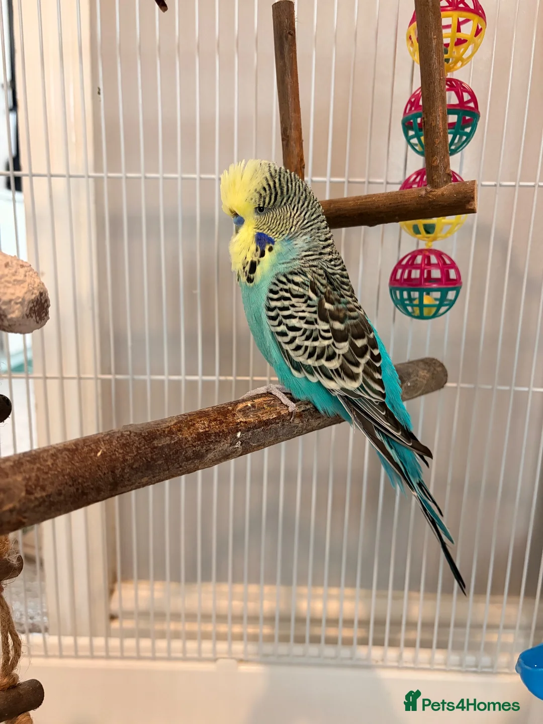 Budgerigars birds for sale: Klaus - budgie looking for a new home  in St. Ives - Advert 1