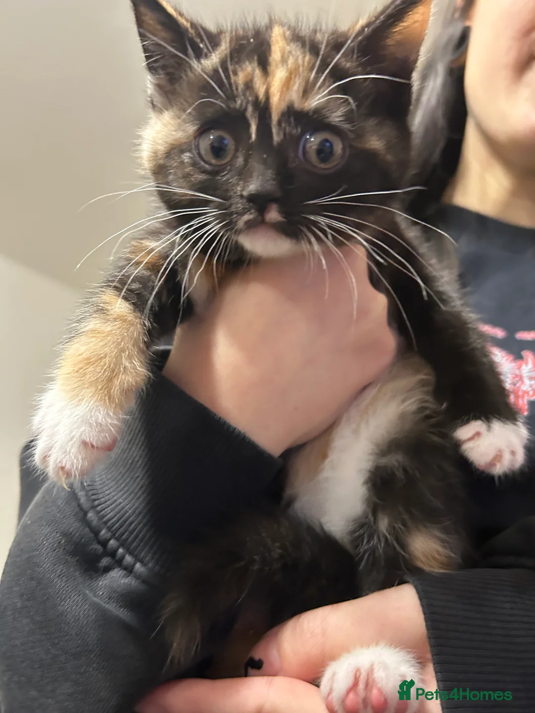 Mixed Breed cats for sale: British shorthair cross  - Advert 2