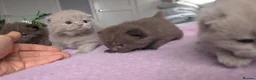 British Shorthair cats for sale: GCCF REGISTERED CHOCOLATE AND LILAC KITTENS - Advert 6